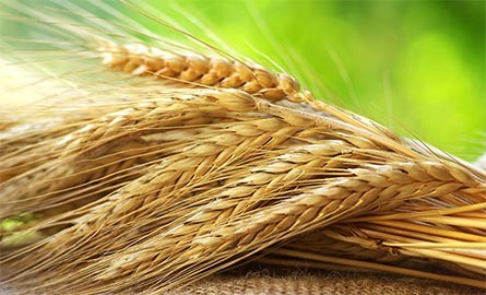 FAO:  მარცვლეულის გლობალური წარმოების რეკორდული მაჩვენებელი ფიქსირდება