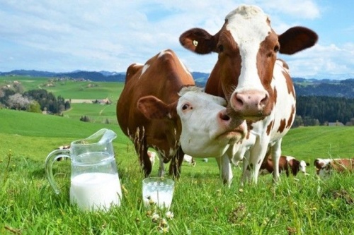 IFAD-ი  ფერმერებს მერძევეობის დარგის მოდერნიზაციაში დაეხმარება