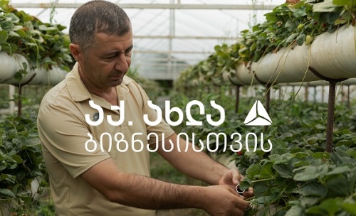 თიბისის დაფინანსებით მარწყვის სათბურები გაშენდება 