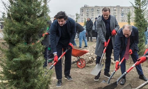 ვარკეთილში 1 300 ხე დაირგა - თიბისის და საკრებულოს ინიციატივა