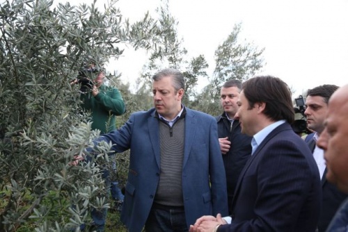 კომპანიამ ქართული ზეთისხილი მაღალტექნოლოგიური საწარმო გახსნა