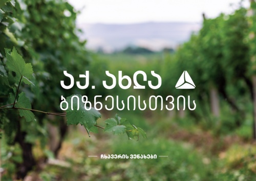 გურიაში ჩხავერის კულტურის აღდგენა თიბისის მხარდაჭერით ხორციელდება